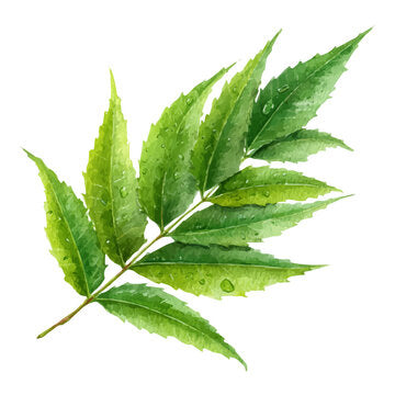 Neem Capsules – 100% Natural Neem Extract (60 Capsules Jar)