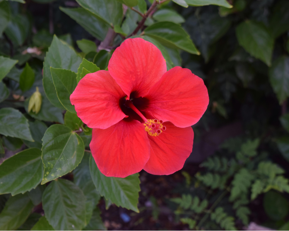 Dry Hibiscus Flower 50g | Hibiscus Flower Dry | Natural Hibiscus Leaves | Premium Quality Dry Hibiscus for Tea & Hair Care