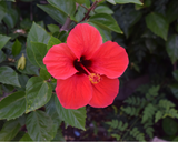 Dry Hibiscus Flower 50g | Hibiscus Flower Dry | Natural Hibiscus Leaves | Premium Quality Dry Hibiscus for Tea & Hair Care