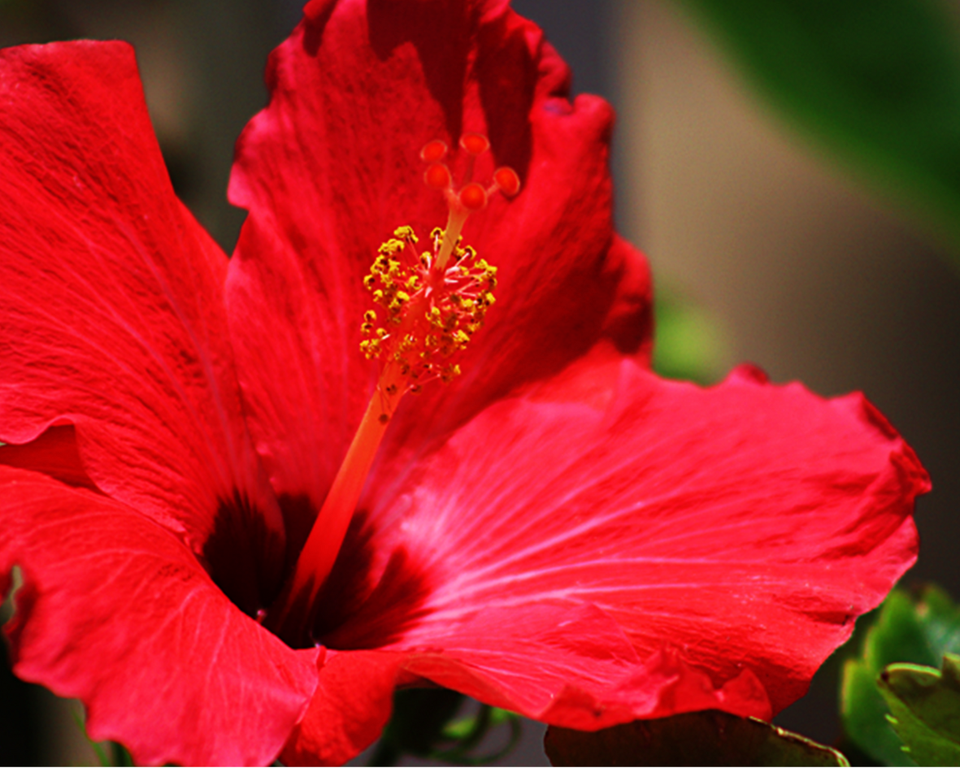 Dry Hibiscus Flower 50g | Hibiscus Flower Dry | Natural Hibiscus Leaves | Premium Quality Dry Hibiscus for Tea & Hair Care